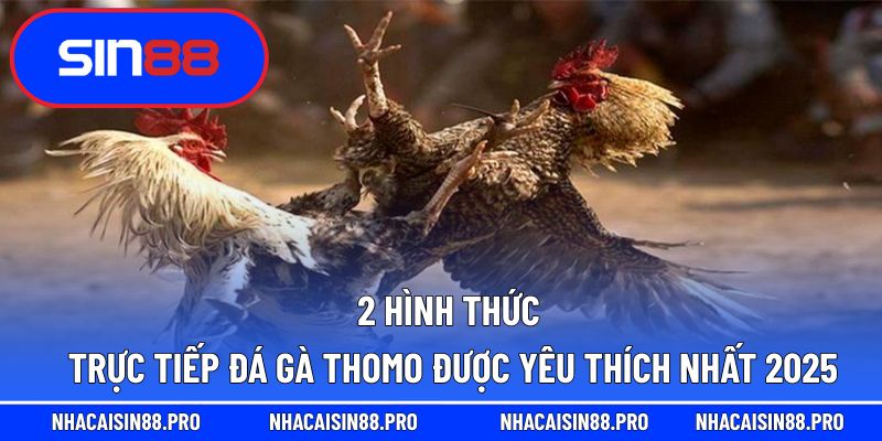 2 hình thức trực tiếp đá gà thomo được yêu thích nhất 2025