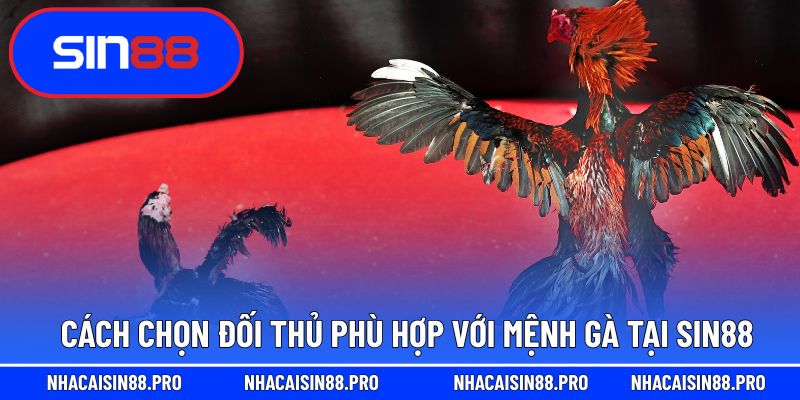 Cách chọn đối thủ phù hợp với mệnh gà tại Sin88