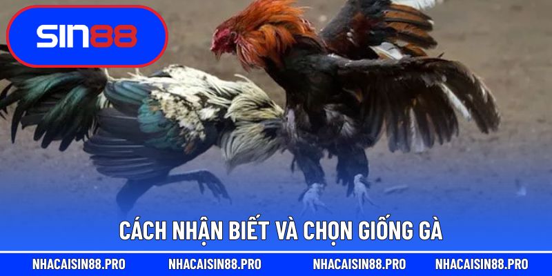 Cách nhận biết và chọn giống gà