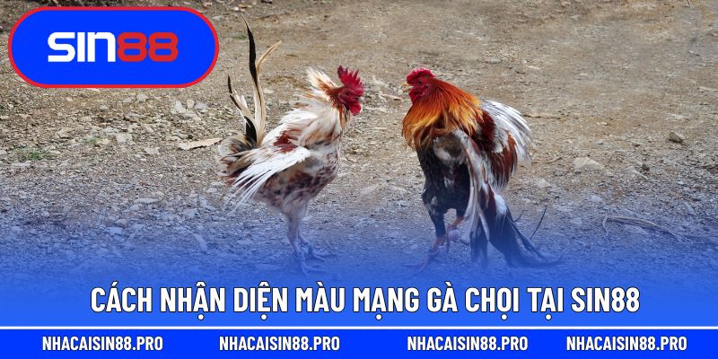 Cách nhận diện màu mạng gà chọi tại Sin88