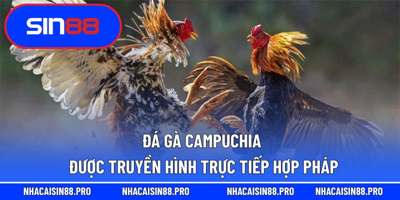 Đá gà Campuchia trực tiếp được truyền hình trực tiếp từ những trường gà hợp pháp