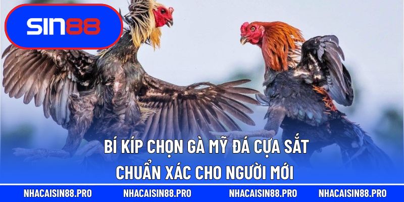 gà mỹ đá cựa sắt