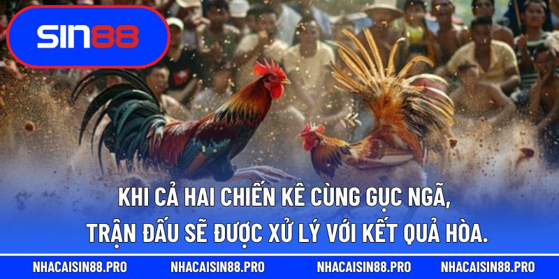 Khi cả hai chiến kê cùng gục ngã, trận đấu sẽ được xử lý với kết quả hòa.