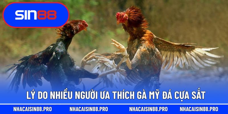 Lý do nhiều người ưa thích gà mỹ đá cựa sắt