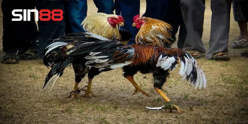 Khám phá nét riêng biệt của gà đá cựa dao