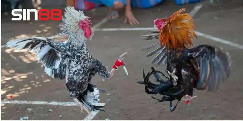 Kinh nghiệm thực chiến khi đặt cược đỉnh cao