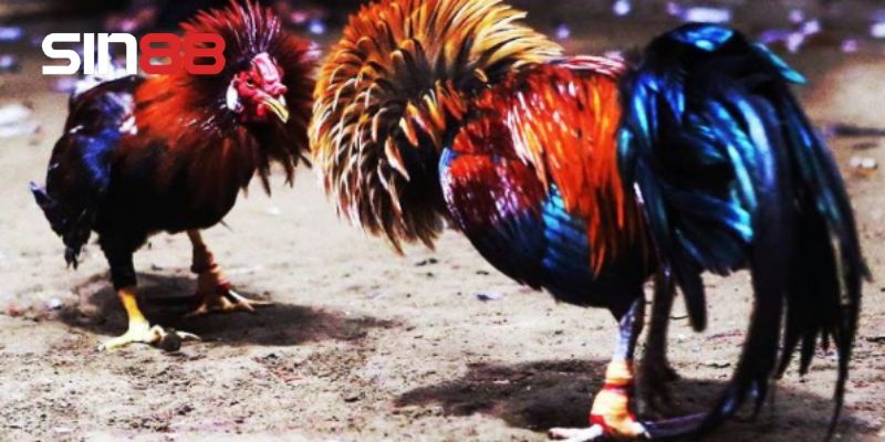 Tiêu chí vàng tuyển chọn chiến kê dũng mãnh